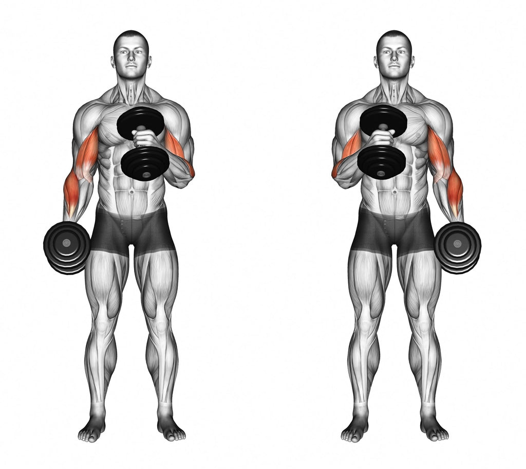 DB Hammer Curl