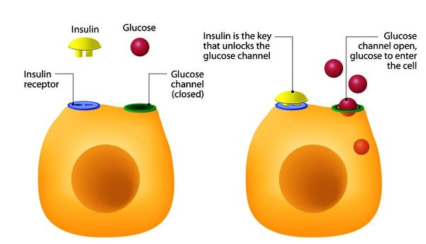 Insulin Function