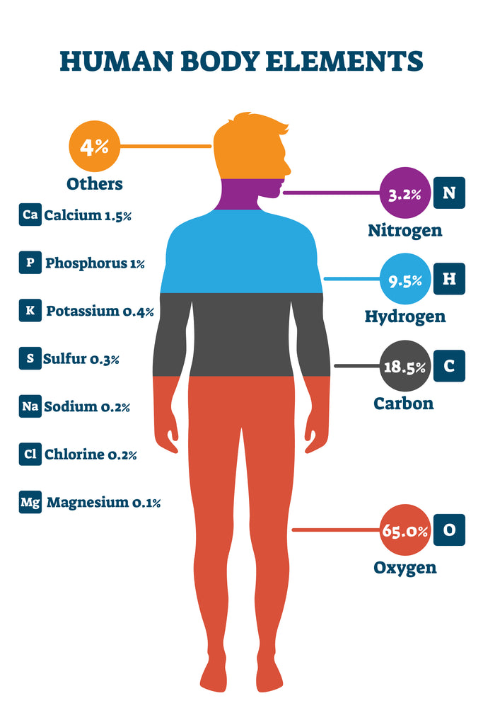 human body composition